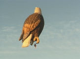 eagle hot air ballon in flight