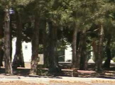 Ambulance seen through trees