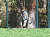 Kids playing in on swing set