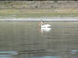 Pelican on water