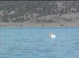 Pelican on water