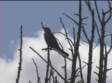 black bird chirping in tree