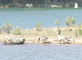 Canadian geese on lake