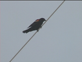 black bird on a line