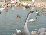 ducks and geese in a pond