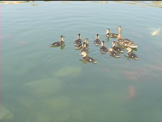 baby ducks with mom