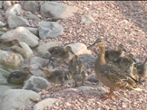 baby ducks with mom on shore