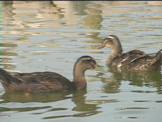 ducks in a pond