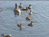 Baby ducks with their mother in a mountain lake