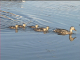 Baby ducks with their mother in a mountain lake