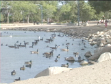 Duck and Geese in pond