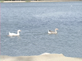 Ducks on pond