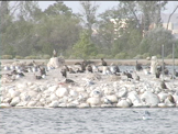 Many birds on a bird island