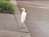 white egret in parking lot