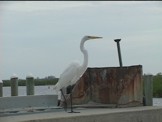 great white egret on dock