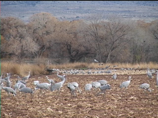 white sand hill cranes flying