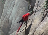 Red parrot climbing down a pipe