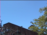 Turkey Vulture in flight