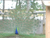 peacock with feathers extended