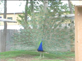 peacock with feathers extended shakes feathers