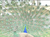 peacock with feathers extended 