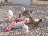 chickens eating