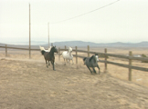 four arabian horses running in a corral