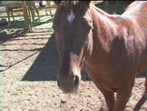 horse in corral