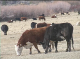 cows in field 