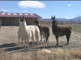 Llamas on farm