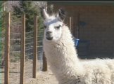 Llamas on farm