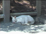 White kangaroo sleeping