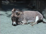 a donkey resting