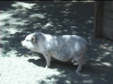 a potbellied pig wagging its tail