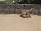 camels in love