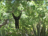 white headed gibbon swinging in trees