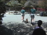 a young mountain lion walking on a leash