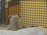 a 3 week old white  tiger cub