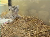 a 3 week old white Bengal tiger cub