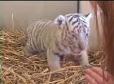 a 3 week old white Bengal tiger cub