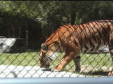 a Bengal Tiger