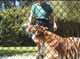 a Bengal Tiger-drinking bottle