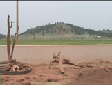 prairie dogs at play