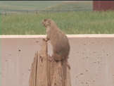 prairie dogs climbing tree stump