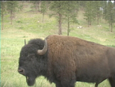 bison walking by