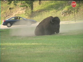 bison wallowing in dirt