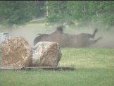 bison wallowing in dirt in summer