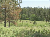 bison herd in field