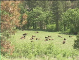 bison herd in field relaxing