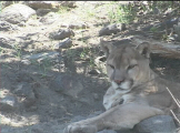 Mountain lion at rest on hillside sees something